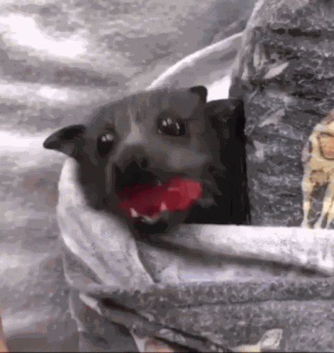 Food Bat GIF