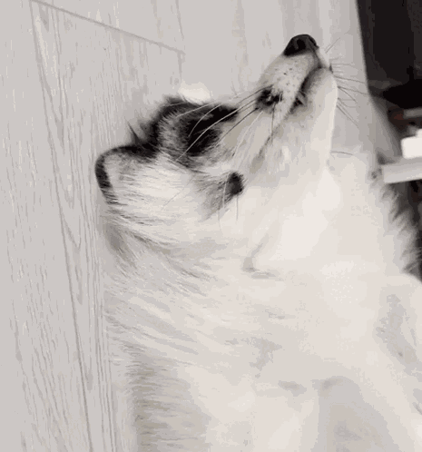 Fox лис GIF