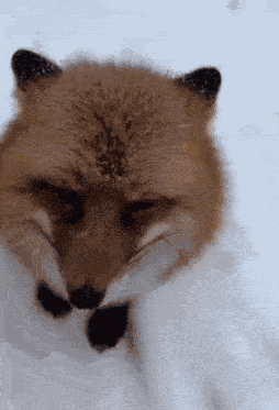 Fox Cute GIF