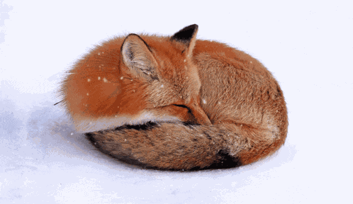Fox Cute GIF