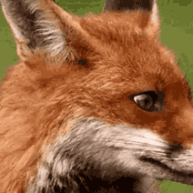 Fox GIF