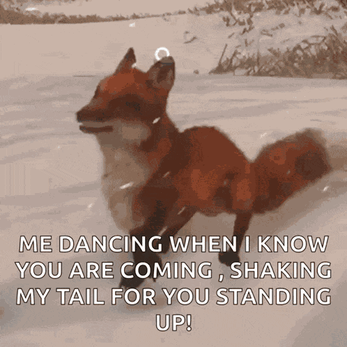 Fox Happy GIF