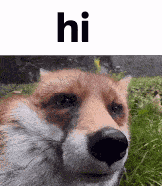 Fox Hi Fox Greeting GIF