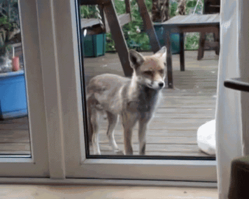 Fox Hi GIF