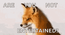Fox What Does The Fox Say GIF