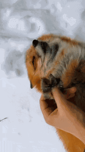 Foxes Cute GIF