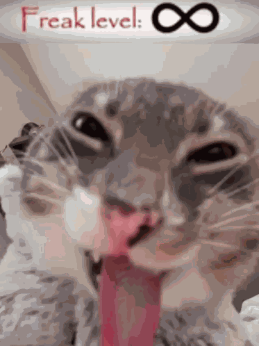 Freak Cat GIF
