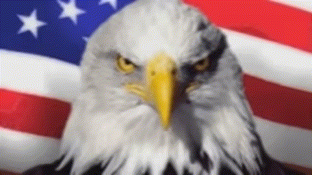 Freedom America GIF