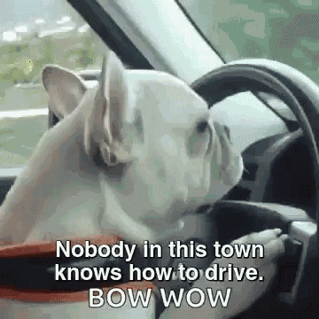 French Bulldog Driving GIF