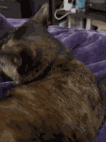 Freya Freya Cat GIF