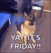 Friday Dogs GIF