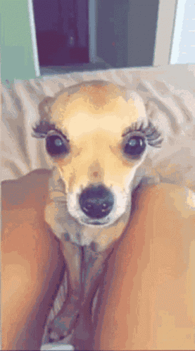 Friday Feeling Dog GIF