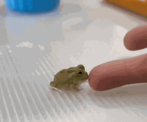Frog Biting You GIF