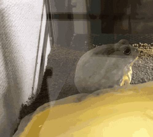 Frog Burrow GIF