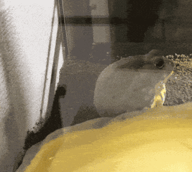 Frog Digging GIF