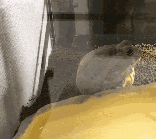 Frog Frog Spin GIF