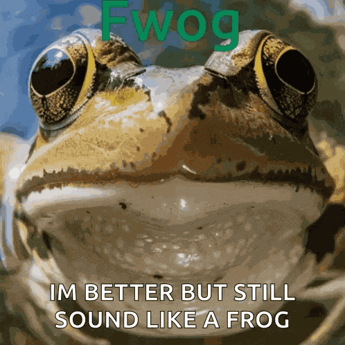 Frog Froggy GIF