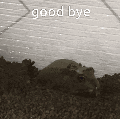 Frog Goodbye GIF