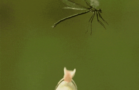 Frog Jump Frog Miss GIF