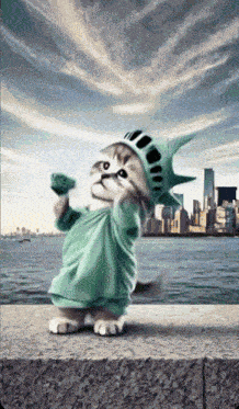 Fruit Cat Liberty Cat GIF