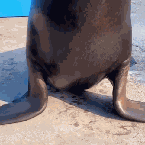 Fun Pets Pets Fun GIF