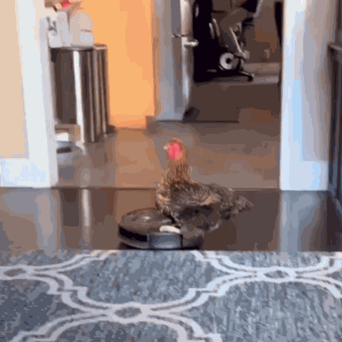 Fun Pets Pets Fun GIF