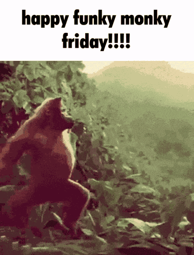 Funky Monkey Funky Monky GIF