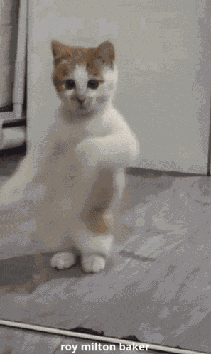 Funny Animal Dancing Cat GIF