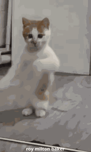 Funny Animal Dancing Cat GIF