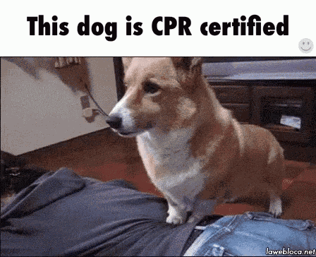 Funny Animal Dog GIF