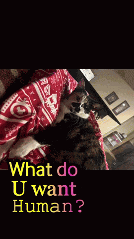 Funny Animal Funny Animals GIF