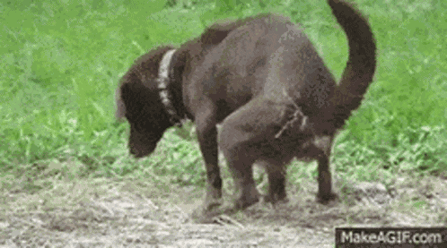Funny Animal GIF