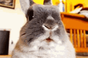Funny Animals Bunny GIF
