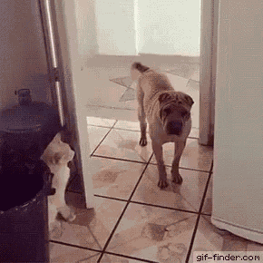 Funny Animals Cat GIF