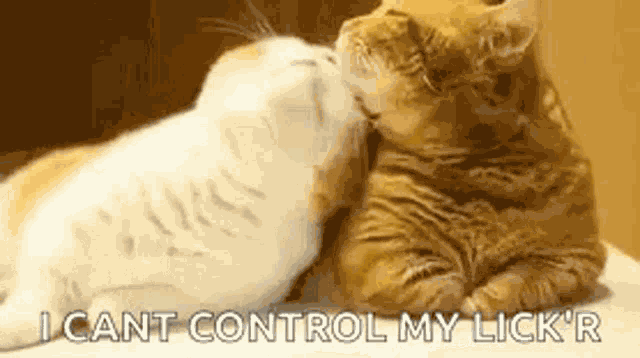 Funny Animals Cat Love GIF