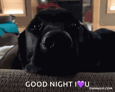 Funny Animals Dog GIF