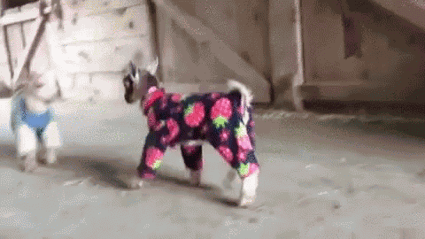 Funny Animals Goat GIF