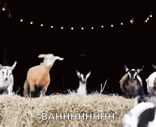 Funny Animals Goat GIF