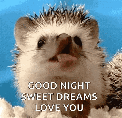 Funny Animals Hedgehog GIF