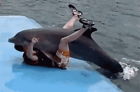 Funny Animals Hump GIF