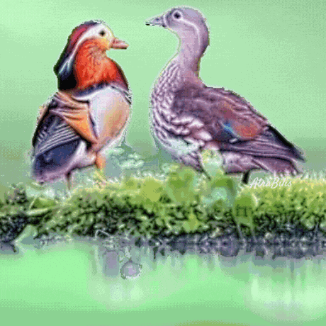Funny Animals Joke GIF