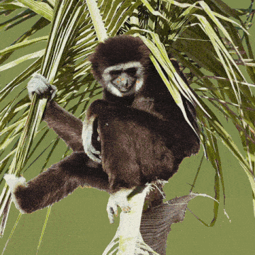 Funny Animals Joke GIF