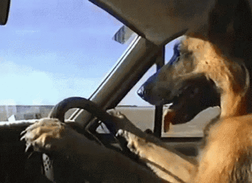 Funny Animals Lol GIF