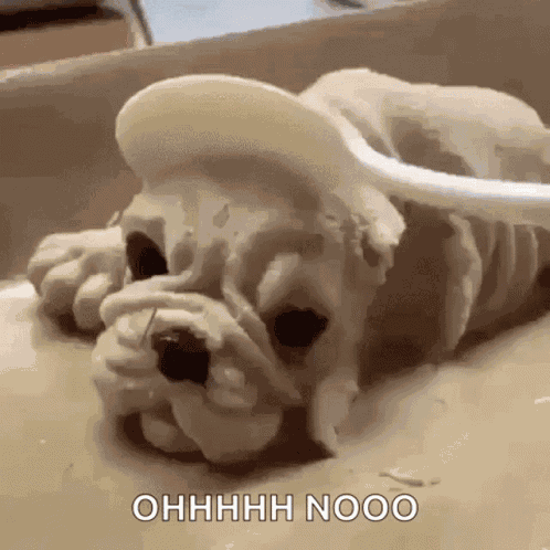 Funny Animals Lol GIF