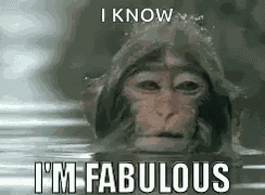 Funny Animals Monkey GIF