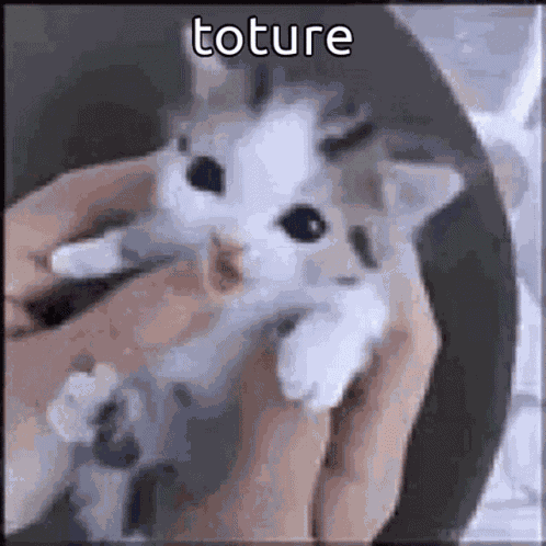 Funny Animals Toture GIF