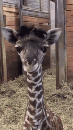 Funny Animals Toung Out GIF