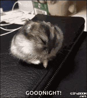 Funny Animals GIF