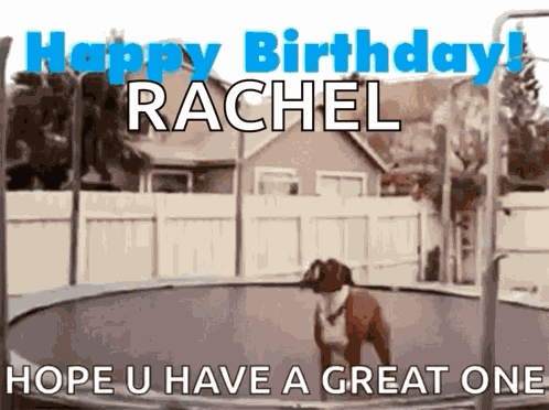 Funny Animals GIF