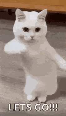 Funny Cat Dancing Cat GIF